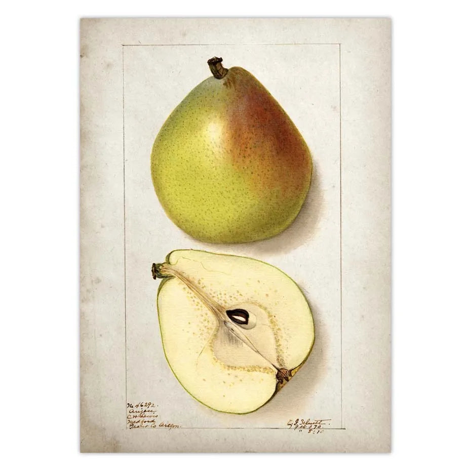 BRAZILIAN FRUITS POSTER