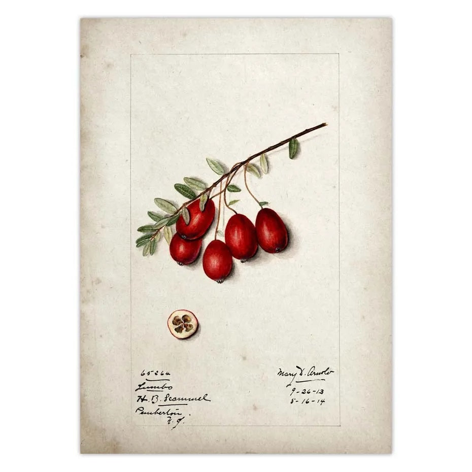 BRAZILIAN FRUITS POSTER