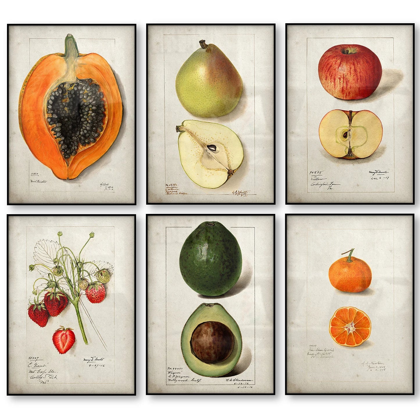 BRAZILIAN FRUITS POSTER