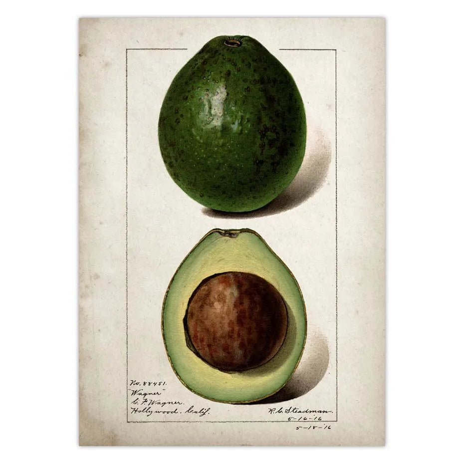 BRAZILIAN FRUITS POSTER