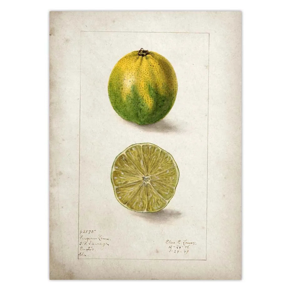 BRAZILIAN FRUITS POSTER