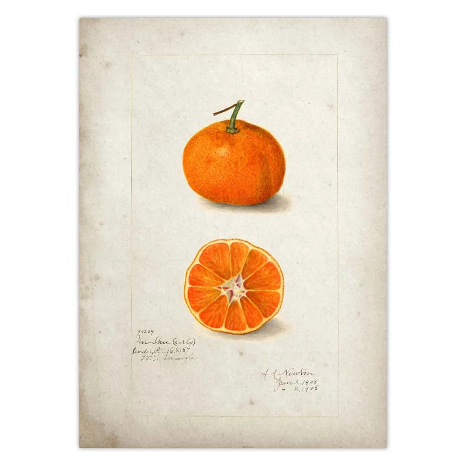 BRAZILIAN FRUITS POSTER