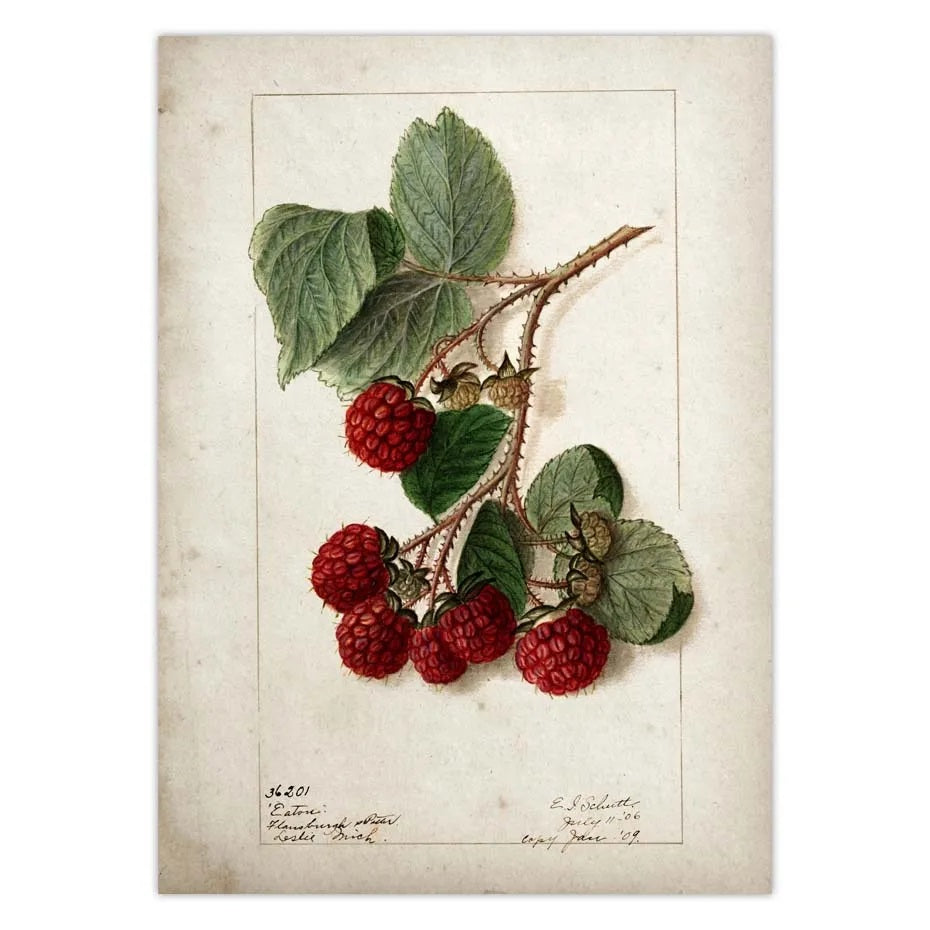 BRAZILIAN FRUITS POSTER